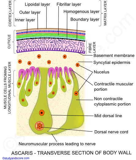 ascaris body wall, ascaris transverse section of body wall, ascaris cuticle,ascaris  matrix layer, ascaris cortex layer, ascaris longitudinal muscle layer